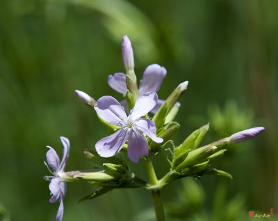 Bouncing Bet, Sweet Betty, or Soapwort (Saponaria officinalis) (DSMF0232)