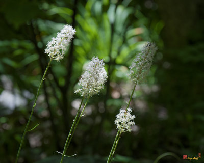 Fly Poison, Crow Poison, or Stagger Grass (Amianthium muscaetoxicum) (DSMF0235)