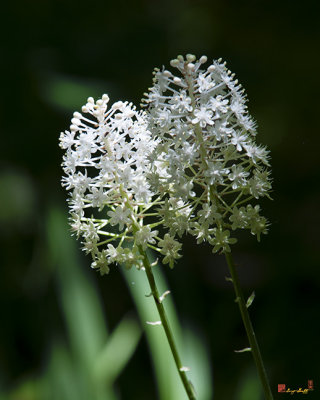 Fly Poison, Crow Poison, or Stagger Grass (Amianthium muscaetoxicum) (DSMF0236)