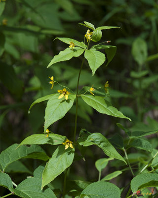 Whorled Loosestrife, Whorled Yellow Loosestrife, or Crosswort (Lysimachia quadrifolia) (DSMF0238)