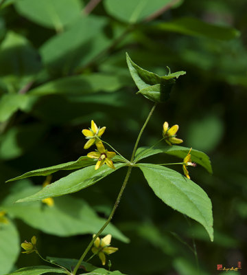 Whorled Loosestrife, Whorled Yellow Loosestrife, or Crosswort (Lysimachia quadrifolia) (DSMF0239)