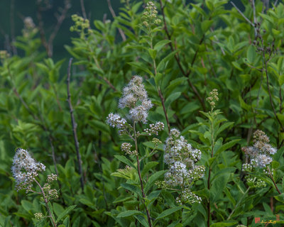 Meadowsweet, Pale Bridewort, or Pipestem (Spiraea alba) (DSMF0242)