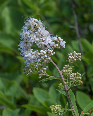Meadowsweet, Pale Bridewort, or Pipestem (Spiraea alba) (DSMF0243)
