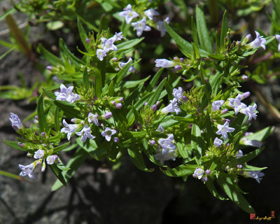 Long-leaved Bluets, Long-leaved Summer Bluets, or Slender-leaved Bluets (Houstonia longifolia) (DSMF0245)