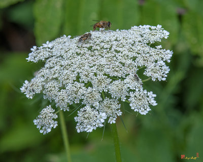 Queen Anne's Lace, Bird's Nest, Bishop's Lace, or Wild Carrot (Daucus carota) (DSMF0254)
