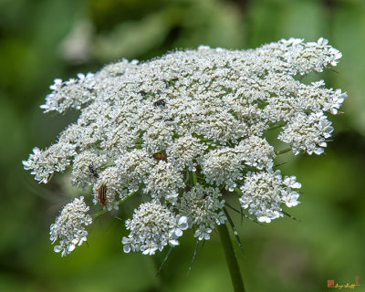 Queen Anne's Lace, Bird's Nest, Bishop's Lace, or Wild Carrot (Daucus carota) (DSMF0255)
