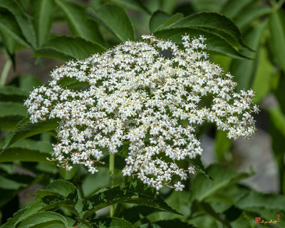 Moschatel or Viburnum Family (Adoxaceae)