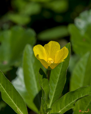 Sundrops and Evening Primroses (Onagraceae)