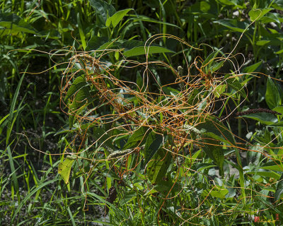 Golden Dodder or Fiveangled Dodder (Cuscuta pentagona) (DSMF0282)