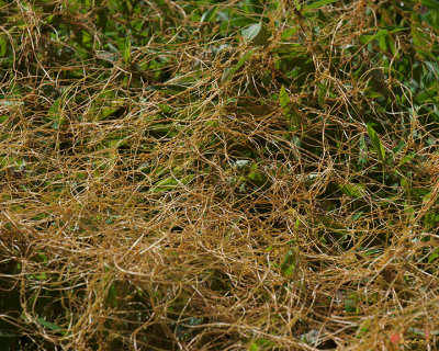 Golden Dodder or Fiveangled Dodder (Cuscuta pentagona) (DSMF0283)
