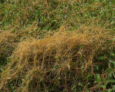 Golden Dodder or Fiveangled Dodder