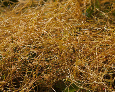 Golden Dodder or Fiveangled Dodder (Cuscuta pentagona) (DSMF0285)