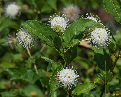 Common Buttonbush, Buttonbush, Button-willow or Honey-bells (Cephalanthus occidentalis) (DSMF0286)