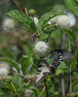 Common Buttonbush, Buttonbush, Button-willow or Honey-bells (Cephalanthus occidentalis) (DSMF0288)