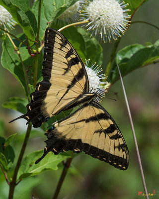 Eastern Tiger Swallowtail (Papilio glaucus) (DIN0253)