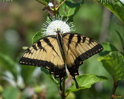 Eastern Tiger Swallowtail (Papilio glaucus) (DIN0254)