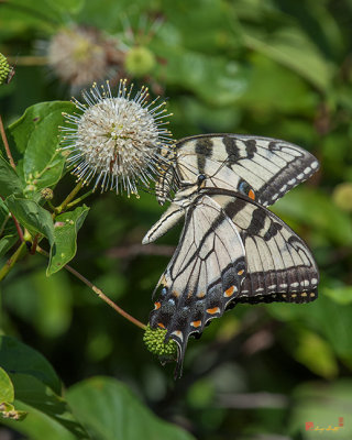 Eastern Tiger Swallowtails (Papilio glaucus) (DIN0256)