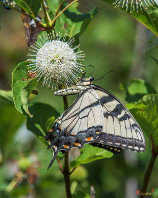 Eastern Tiger Swallowtail (Papilio glaucus) (DIN0257)