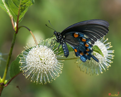 Pipevine Swallowtail (Battus philenor) (DIN0258)