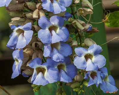 Blue Skyflower, Blue Thunbergia, Blue Trumpetvine, Clockvine or Skyvine (Thunbergia grandiflora) (DTHN0189)