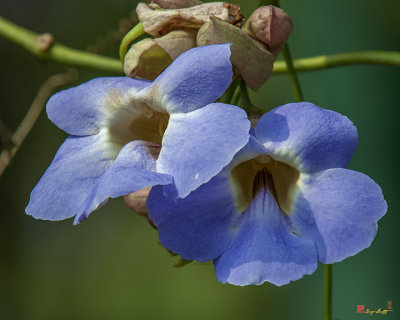 Blue Skyflower, Blue Thunbergia, Blue Trumpetvine, Clockvine or Skyvine (Thunbergia grandiflora) (DTHN0190)