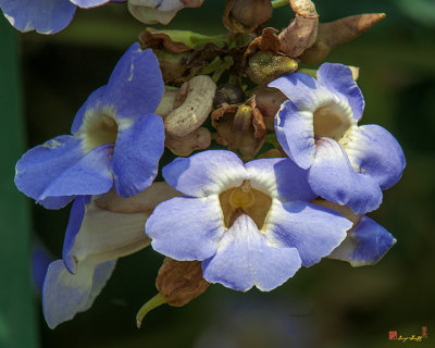 Blue Skyflower, Blue Thunbergia, Blue Trumpetvine, Clockvine or Skyvine (Thunbergia grandiflora) (DTHN0191)