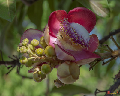 Sara Tree or Cannonball Tree Flower and Buds (Couroupita guianensis) (DTHN0195)