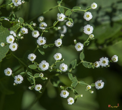 Flowering Spurge (Euphorbia corrolata) (DSMF0291)