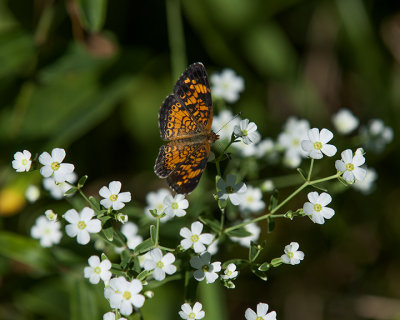 Pearl Crescent Butterfly (Phyciodes tharos) (DIN0260)