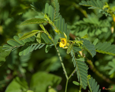 Sensitive Partridge Pea, Small Partridge Pea or Wild Sensitive Plant (Chamaecrista nictitans) (DSMF0297)