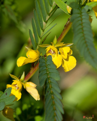 Sensitive Partridge Pea, Small Partridge Pea or Wild Sensitive Plant (Chamaecrista nictitans) (DSMF0298)