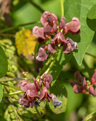 American Groundnut or Potato Bean (Apios americana) (DSMF0307)