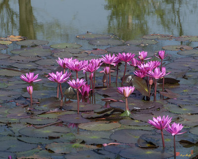 Nymphaea Water Lily (DTHST0079)