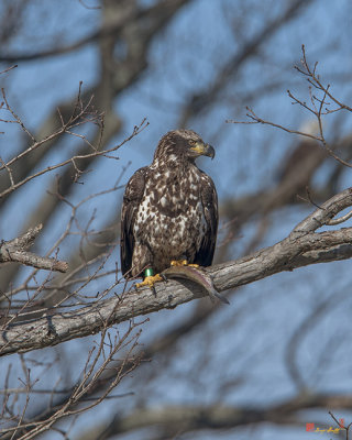 Juvenile Bald Eagle with a Fish (Haliaeetus leucocephalus) (DRB0210)