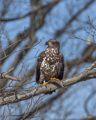 Juvenile Bald Eagle with a Fish (Haliaeetus leucocephalus) (DRB0211)