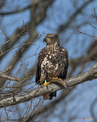 Immature Bald Eagles Fishing