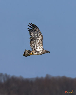 Juvenile Bald Eagle in Flight (Haliaeetus leucocephalus) (DRB0206)