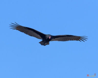 Turkey Vulture (Cathartes aura) (DRB0223)