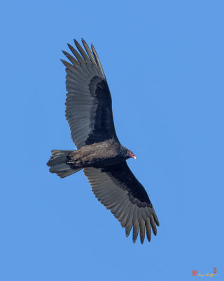 Turkey Vulture (Cathartes aura) (DRB0224)