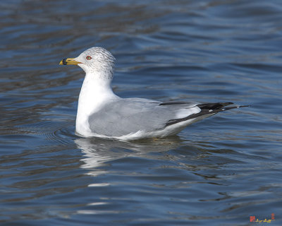 Ring-billed Gull (Larus delawarensis) (DSEAB0012)