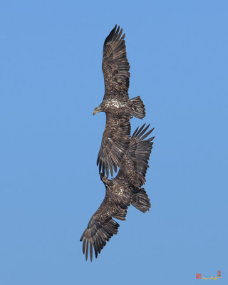 Juvenile Bald Eagles (Haliaeetus leucocephalus) (DRB0226)