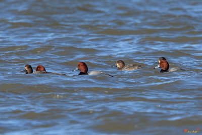 Redhead Ducks (Aythya americana) (DWF0138)