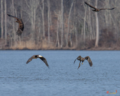 Juvenile Bald Eagle Carrying a Fish with Three Eagles in Hot Pursuit (Haliaeetus leucocephalus) (DRB0242)
