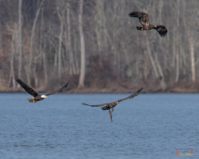Juvenile Bald Eagle Carrying a Fish with Two Eagles in Hot Pursuit (Haliaeetus leucocephalus) (DRB0243)