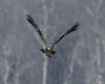 Juvenile Bald Eagle Carrying a Fish after Evading other Eagles (Haliaeetus leucocephalus) (DRB0246)