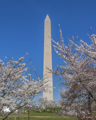 The Washington Monument and Cherry Trees (DS0067)