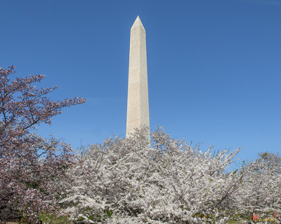 The Washington Monument and Cherry Blossoms (DS0068)