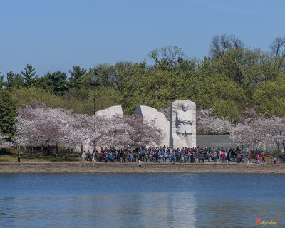 Dr. Martin Luther King, Jr. Memorial at Cherry Blossom Time (DS0071)