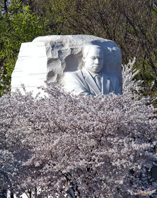 Dr. Martin Luther King, Jr. Memorial at Cherry Blossom Time (DS0053)