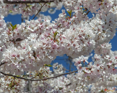 Japanese Cherry Tree Blossoms on the Tidal Basin (DS0077)